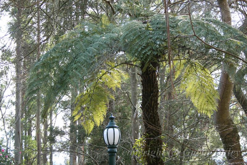 Tree fern, Tindale Gardens IMG_6768.JPG